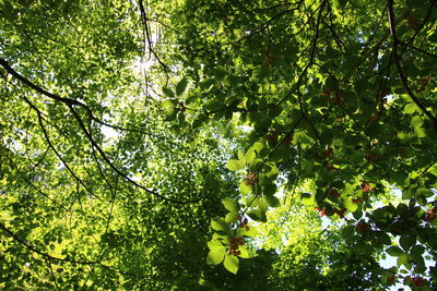 Low angle view of tree