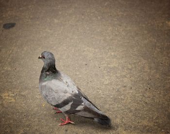 High angle view of pigeon perching on ground