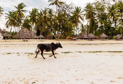 View of dog on beach