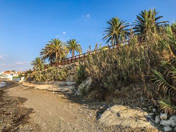 Palm trees by plants against sky