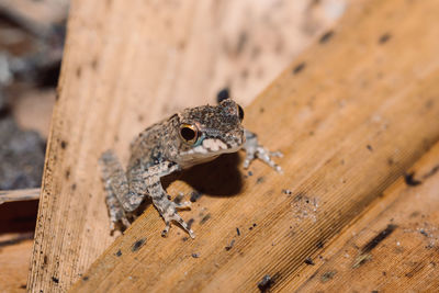 Close-up of lizard on wood