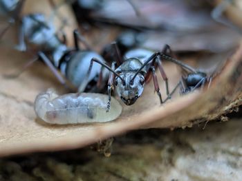 Close-up of insect on wood