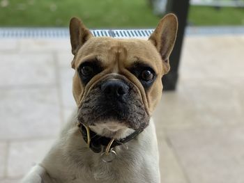 Close-up portrait of dog against blurred background