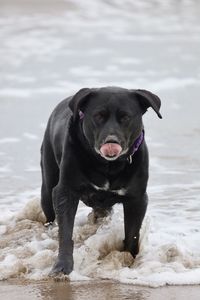 Portrait of black dog running in water