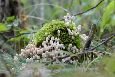 Close-up of white flowering plant on field