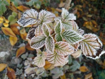 Close-up of frozen plant during winter