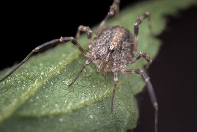 Close-up of spider