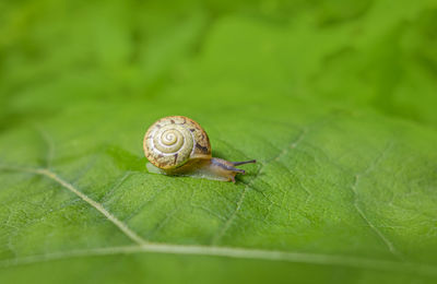 Close-up of snail on leaf