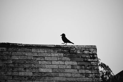 Low angle view of bird perching on building against clear sky