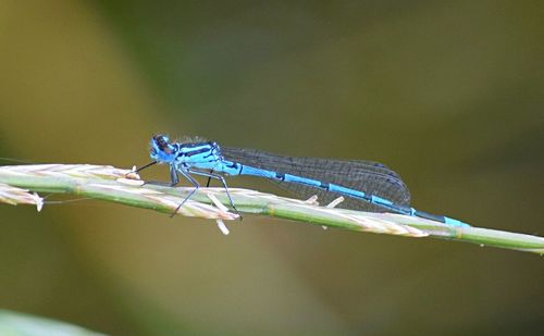 Close-up of damselfly on leaf