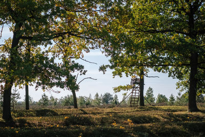 Trees on field against sky