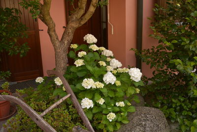 White flowering plants in pot