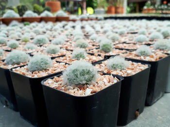 High angle view of succulent plant in greenhouse