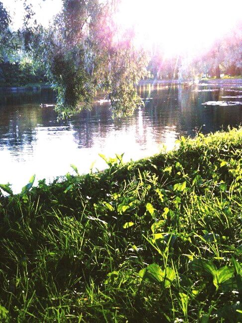 SCENIC VIEW OF LAKE BY TREES