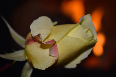 Close-up of rose flower