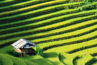 High angle view of house on rice paddy