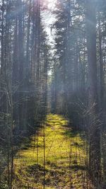 Scenic view of forest