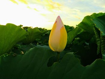 Close-up of yellow flowering plant against sky