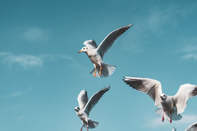 Low angle view of seagulls flying against sky