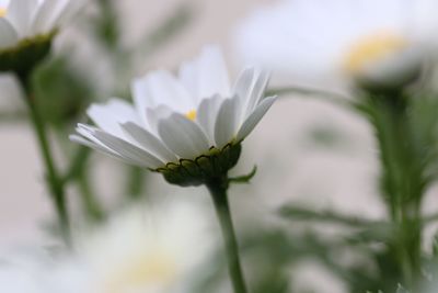 Close-up of white flower blooming outdoors