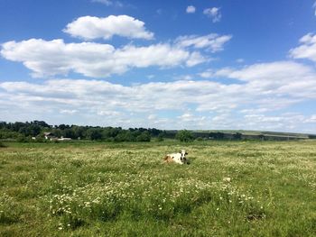 Dog grazing on field against sky