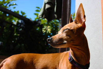 Close-up of a dog looking away