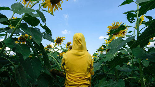 Rear view of woman with sunflower against sky