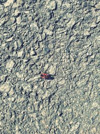 High angle view of insect on land