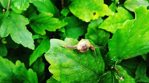 Close-up of snail on leaves