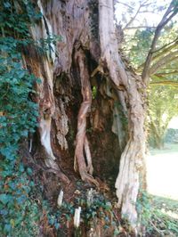 Close-up of tree trunk