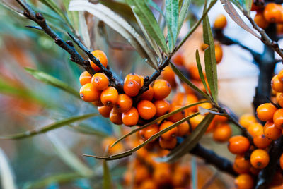 Close-up of orange berries growing on plant