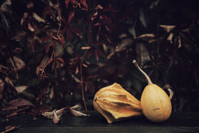 Close-up of dry autumn leaves