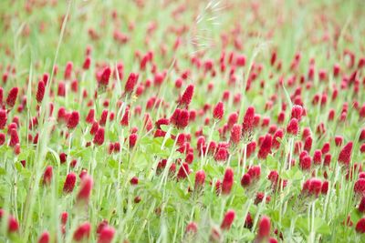 Close-up of red flowering plants on field