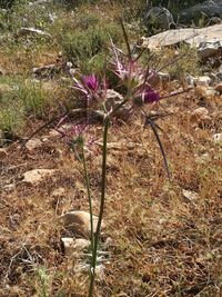 Plants growing on field