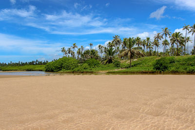 Scenic view of trees on beach against sky