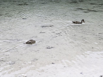 High angle view of duck swimming on snow