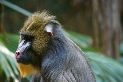 Close-up of monkey looking away in forest