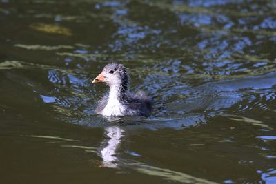 Coot chick swimming in lake