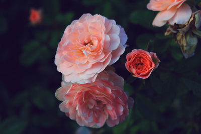 Close-up of pink rose