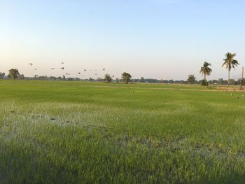 Scenic view of field against clear sky