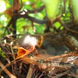 Close-up of birds in nest