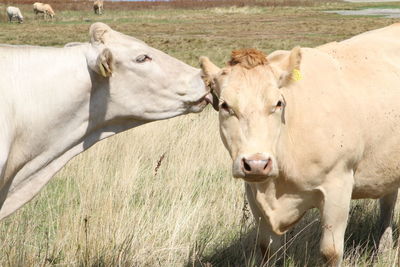 Cows standing in a field