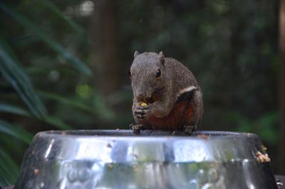 Close-up of squirrel eating outdoors