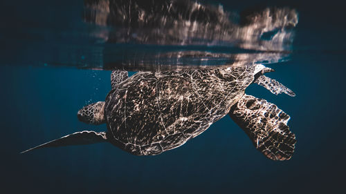 Close-up of turtle swimming in sea