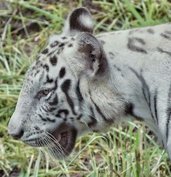 Close-up of a cat on field