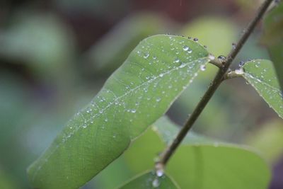 Close-up of wet plant
