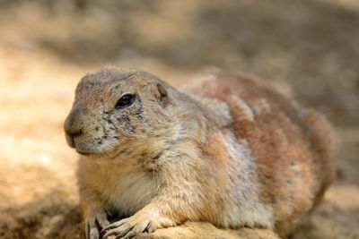 Close-up of prairie dog on field