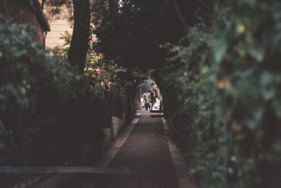 Trees along road