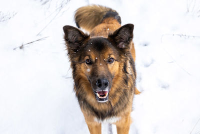 Portrait of dog on snow covered land