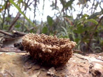 Close-up of plant on wood